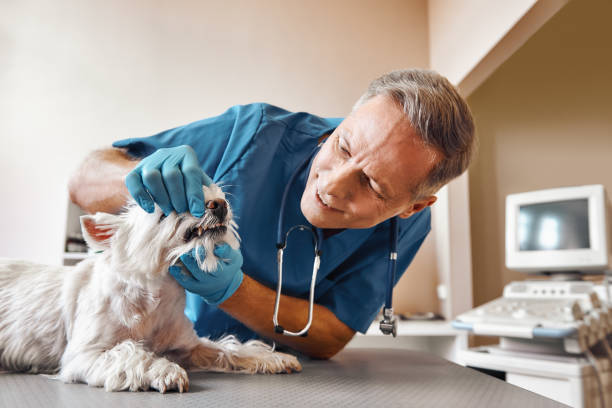 Best Cosmetic Emergency Dentistry in Lakeland, FL